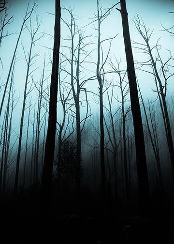 Creepy Forest