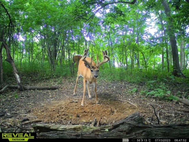 Recharge™ Deer Mineral