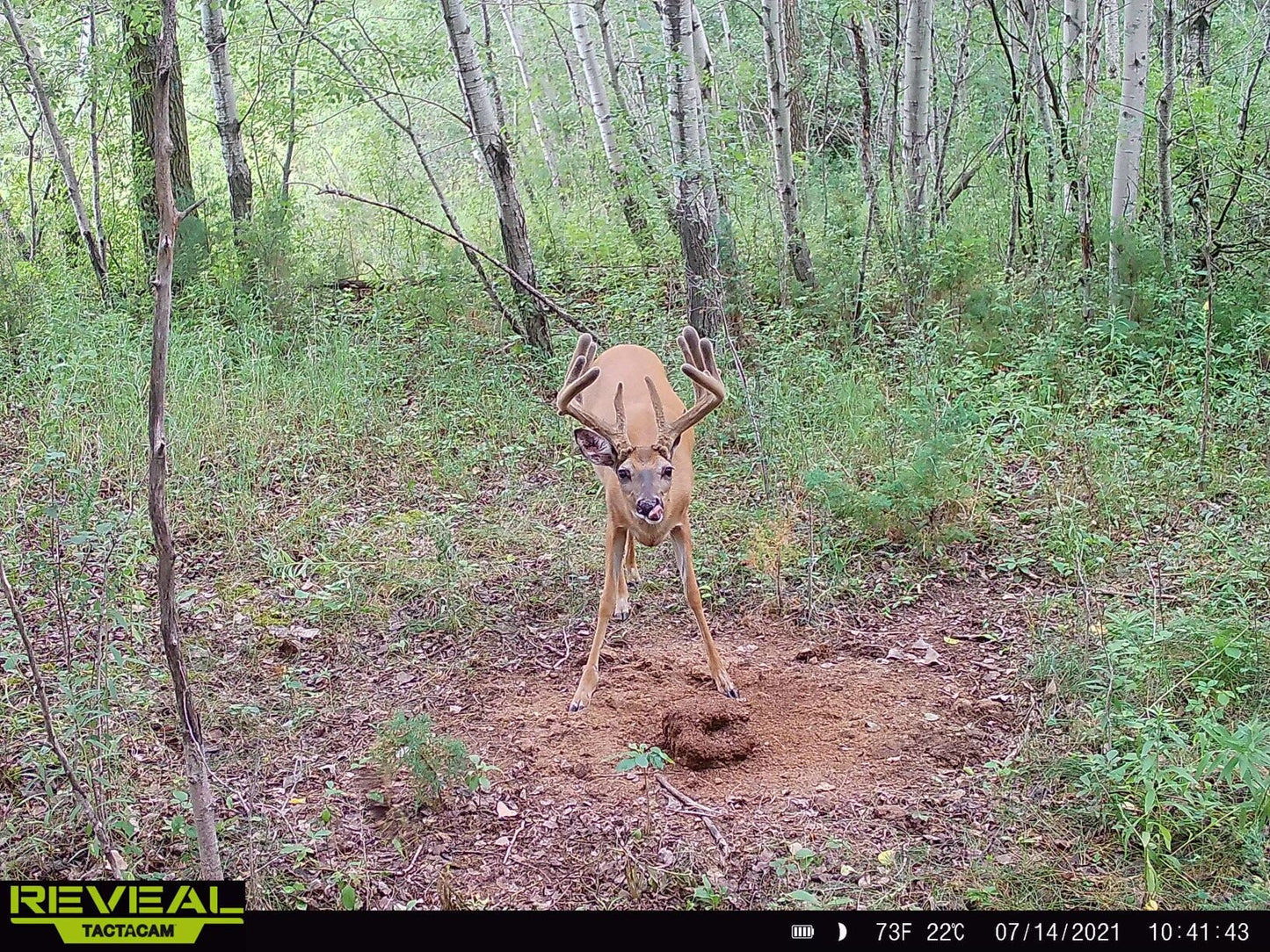 Stockpile™ Deer Block