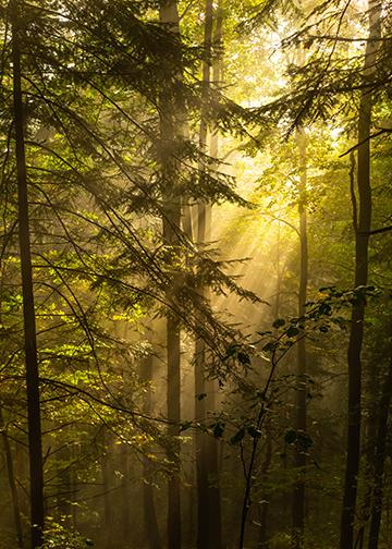 Mystic Forest