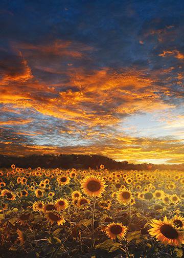 Sunflower Field