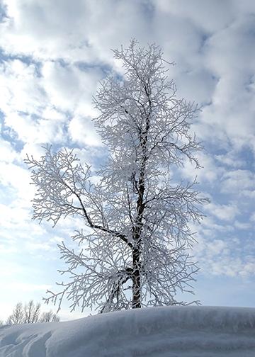 Snow Christmas Tree