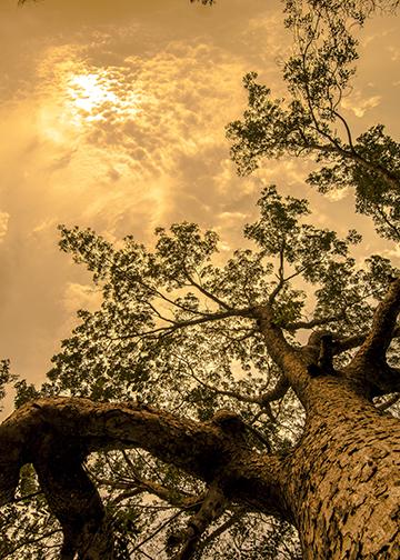 Heavenly Trees