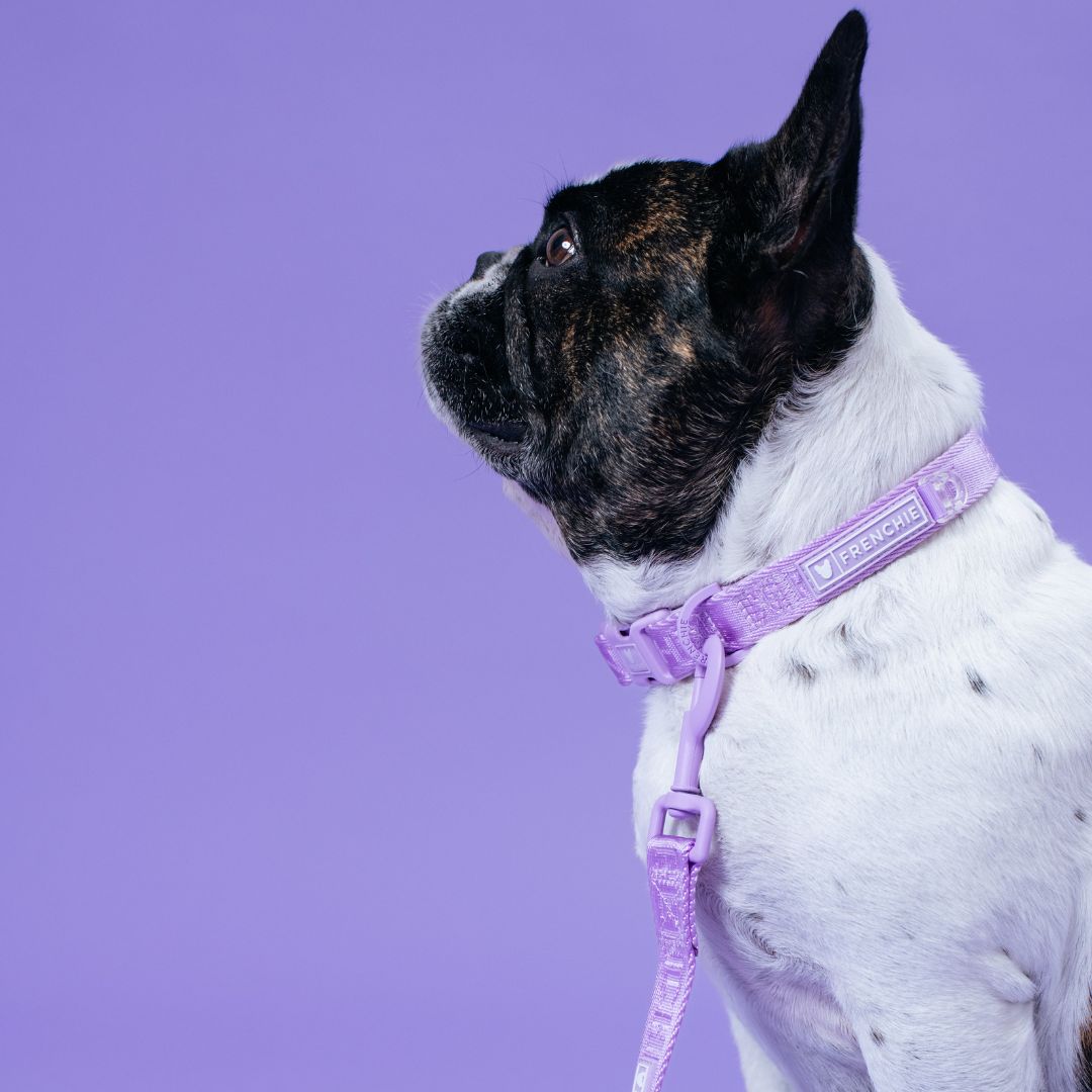 Frenchie Comfort Collar - Lavender