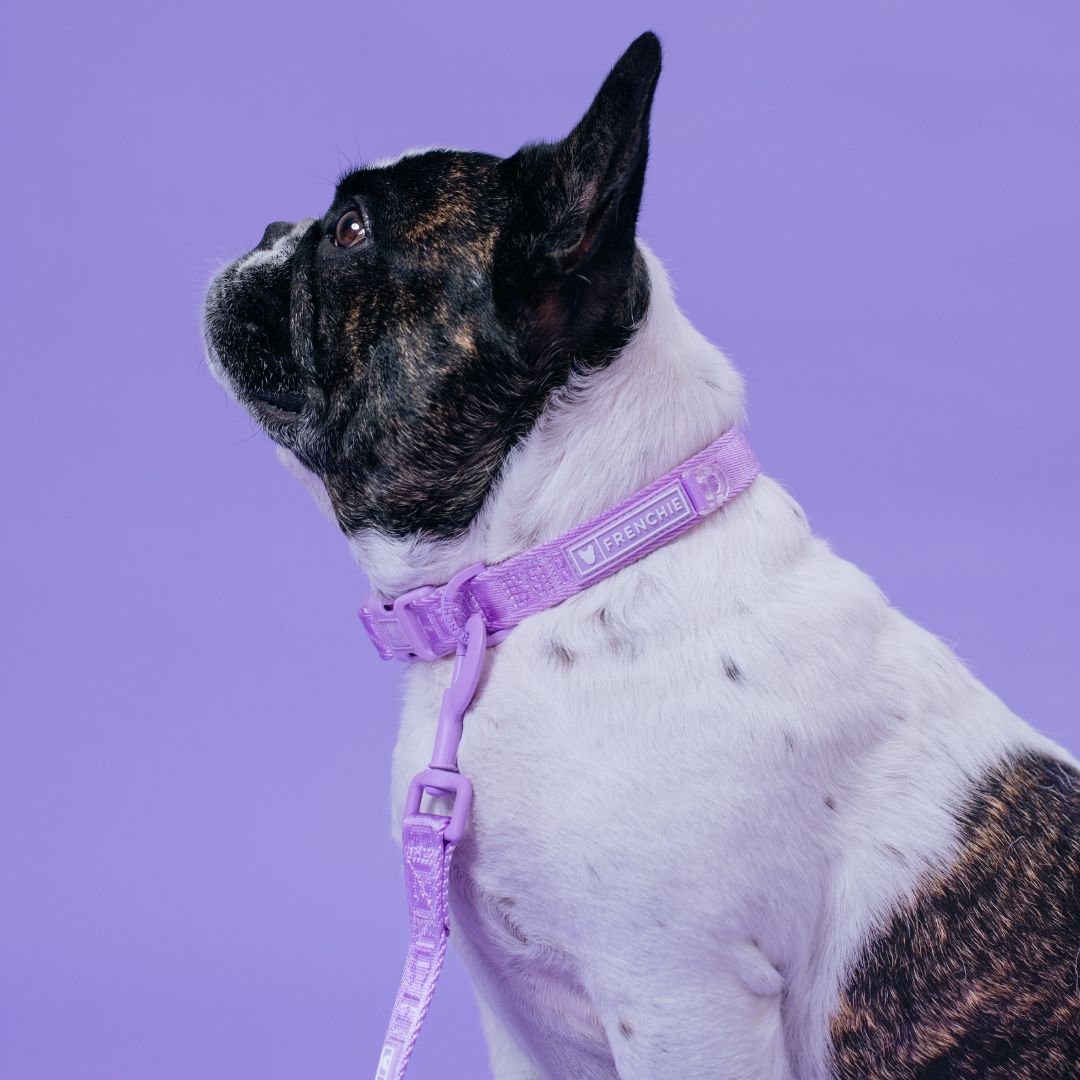 Frenchie Comfort Collar - Lavender