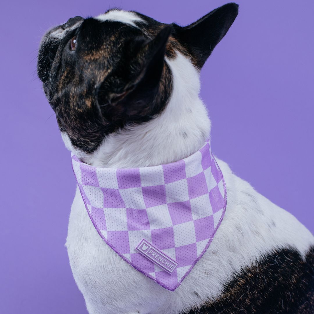 Frenchie Cooling Bandana - Lavender