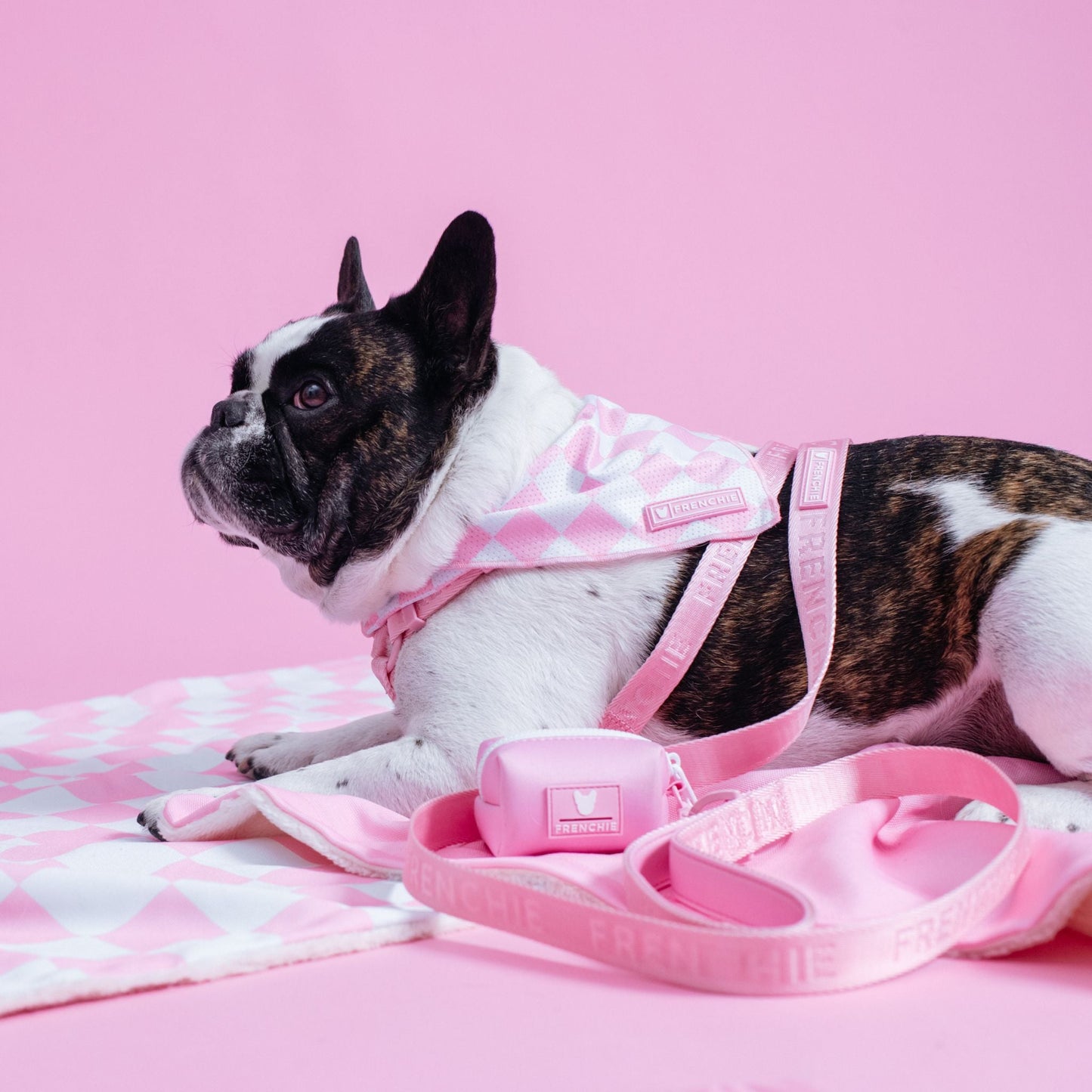 Frenchie Strap Harness - Pink Bubblegum