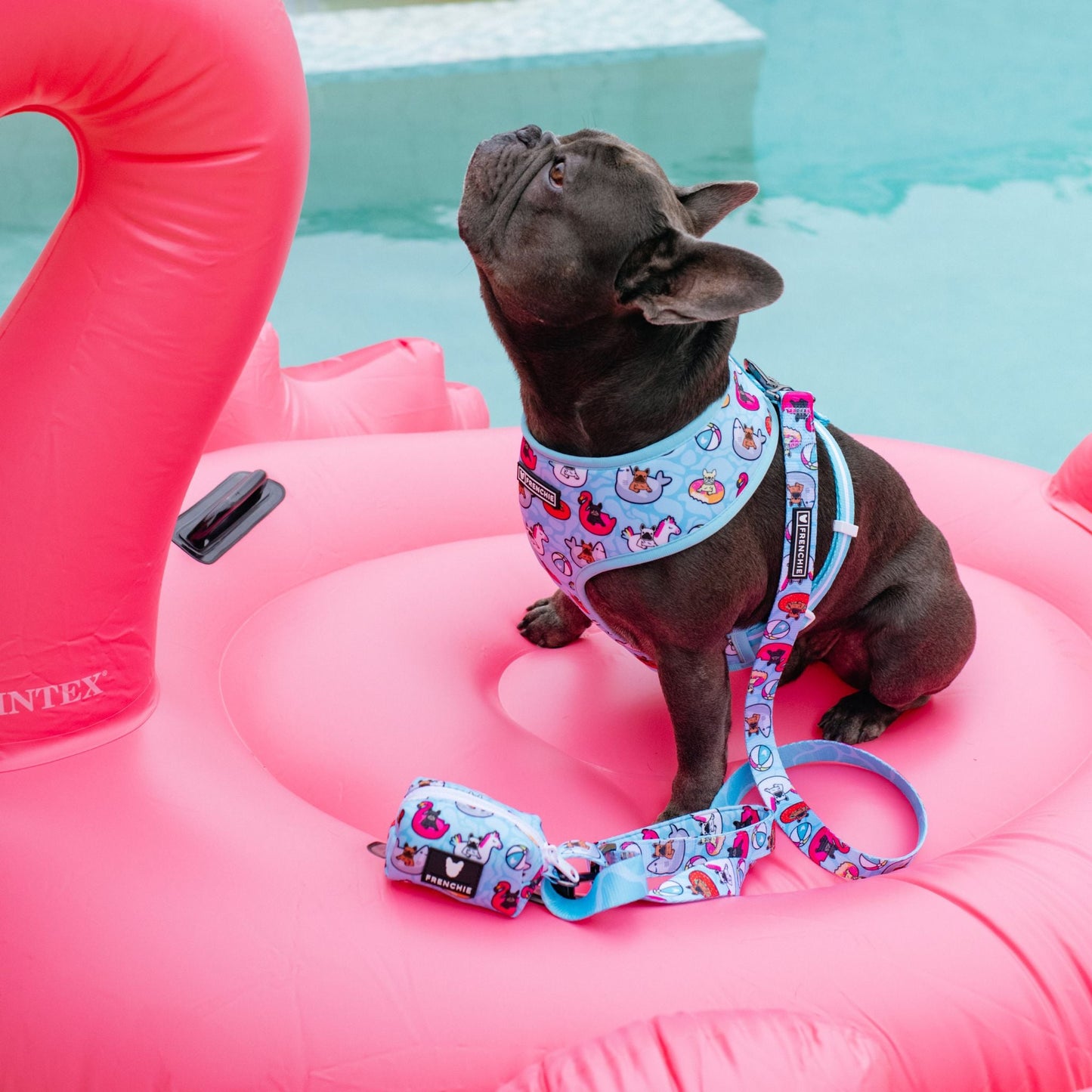 Frenchie Duo Reversible Harness - Pool Party