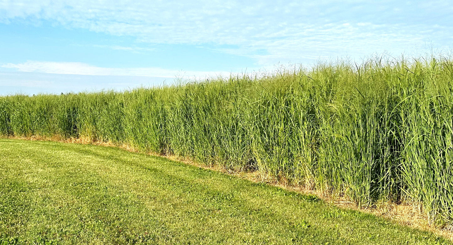 RC Big Rock Switchgrass