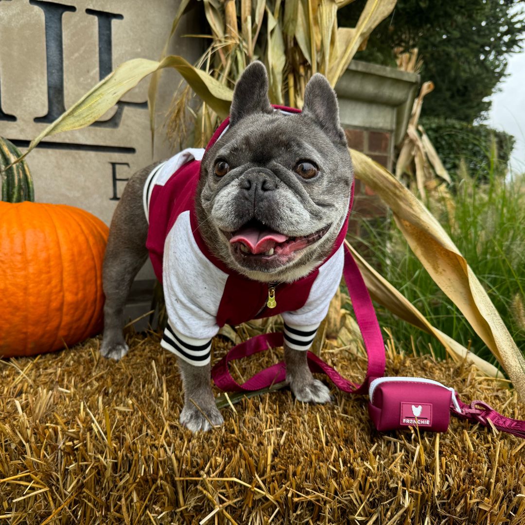 Frenchie Dog Hoodie - Ruby Varsity