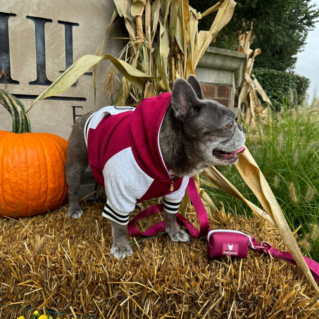 Frenchie Dog Hoodie - Ruby Varsity