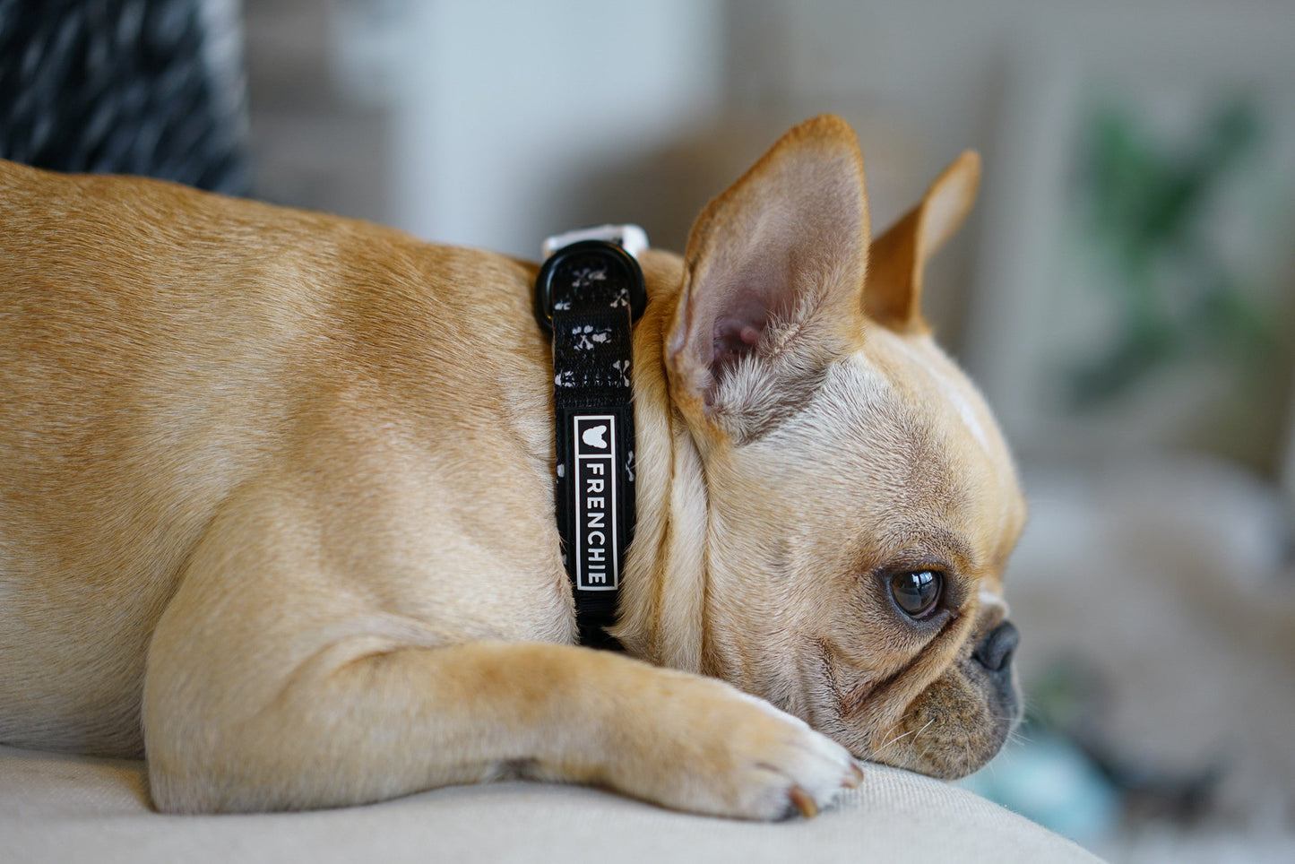 Frenchie Comfort Collar - Bad To The Bone