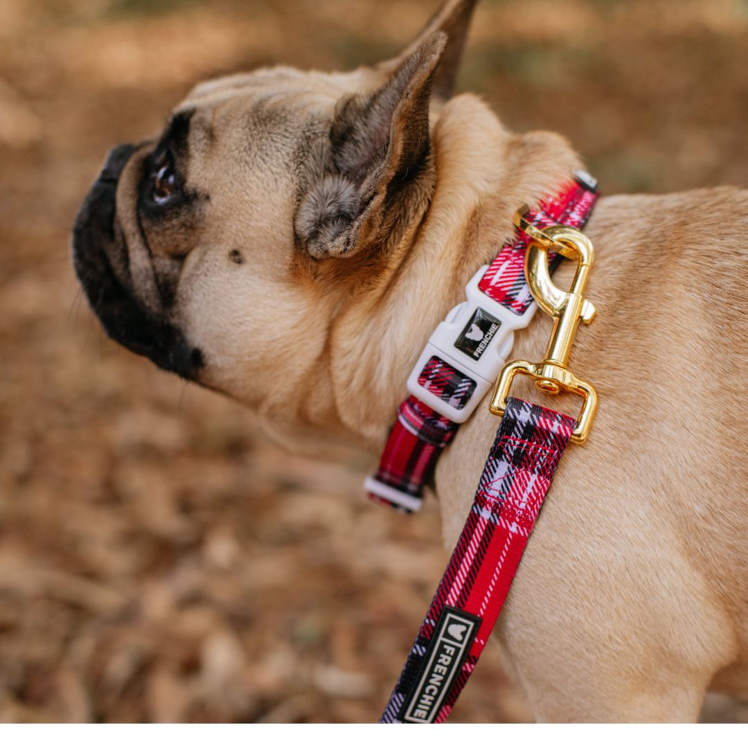 Frenchie Comfort Collar - Scarlet Plaid