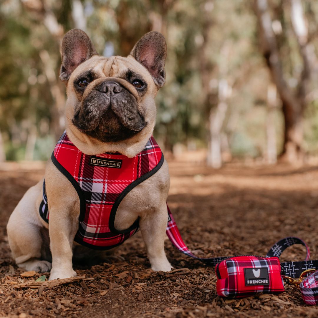 Frenchie Duo Reversible Harness - Scarlet Plaid