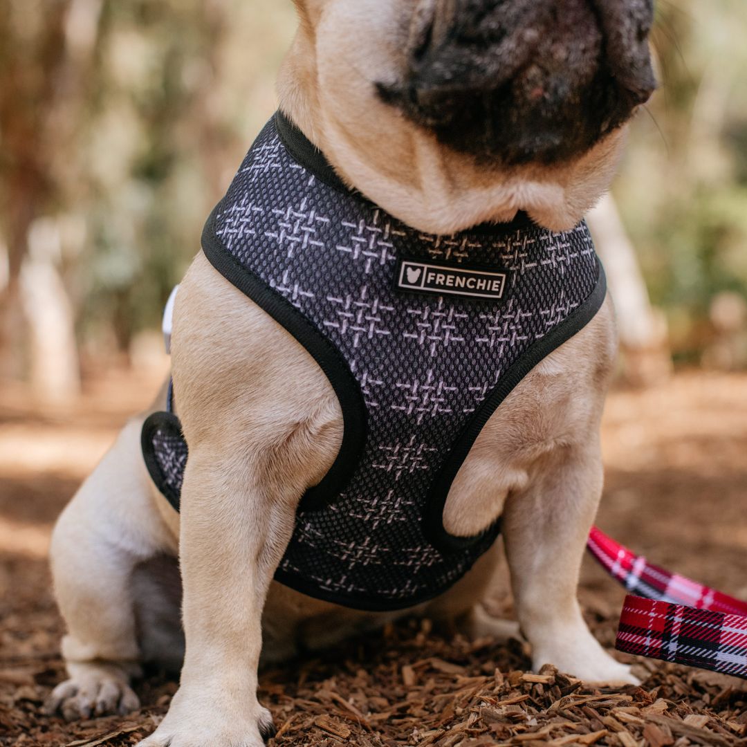 Frenchie Duo Reversible Harness - Scarlet Plaid