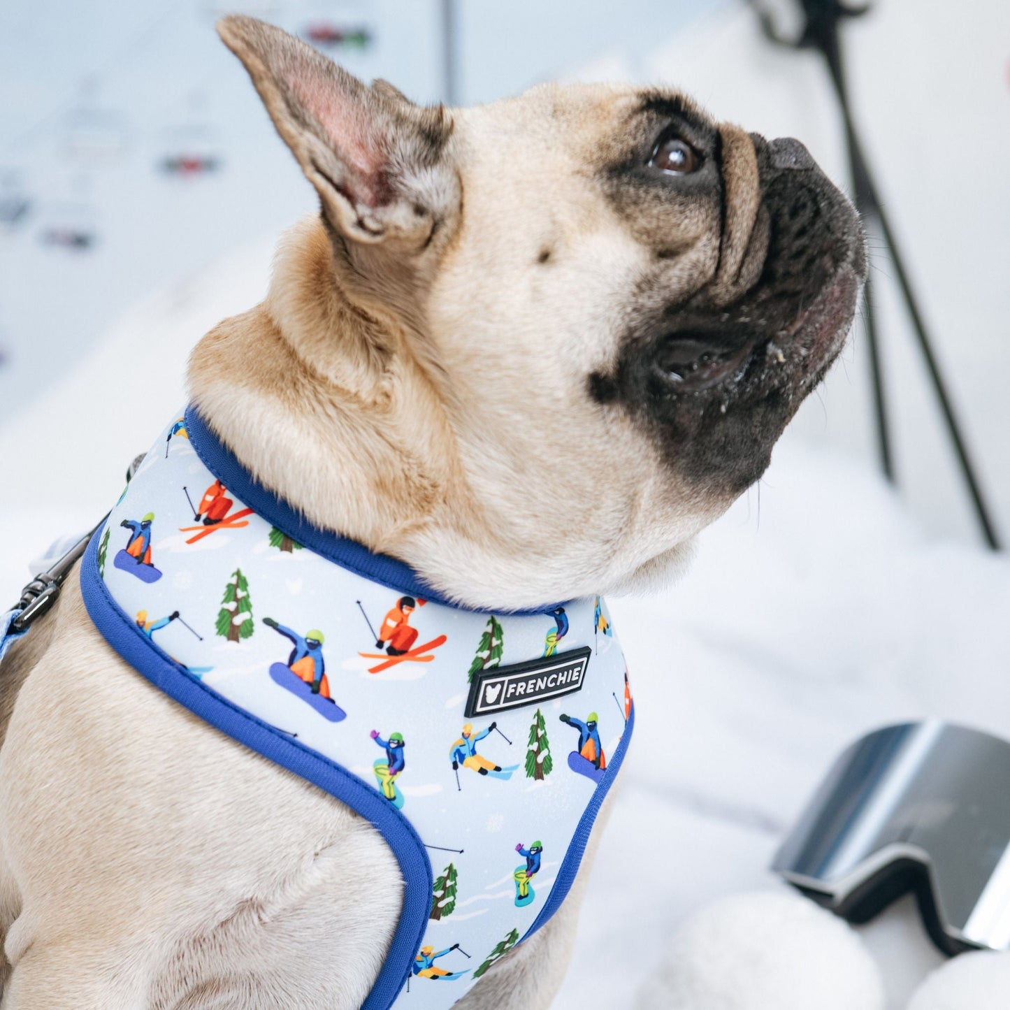 Frenchie Duo Reversible Harness - Ski Club