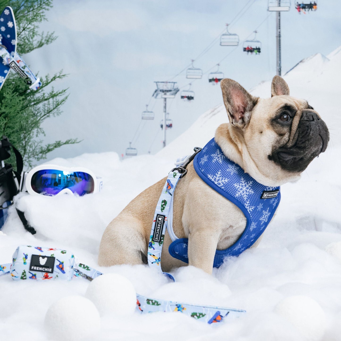 Frenchie Duo Reversible Harness - Ski Club