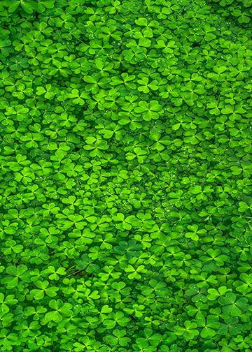 Field of Clover Leafs