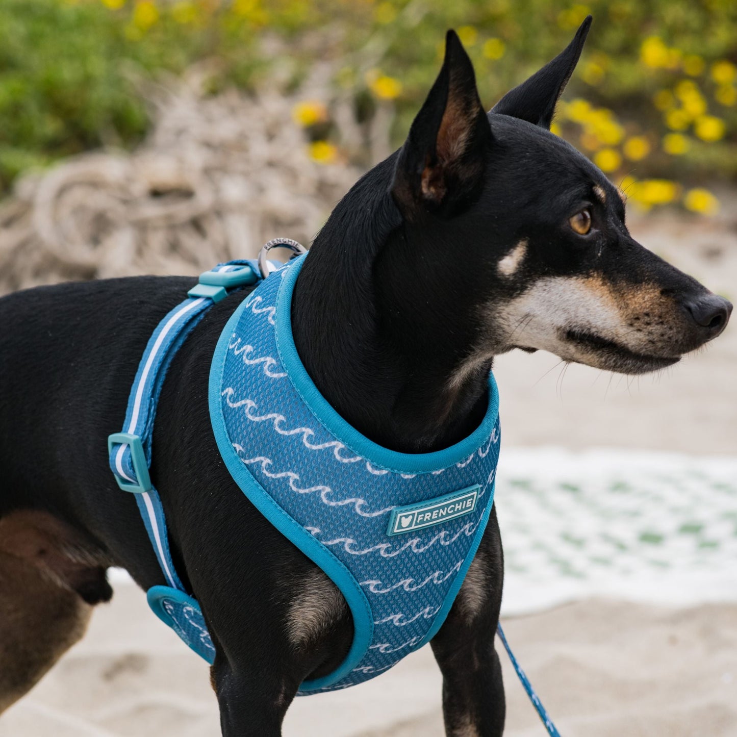 Frenchie Duo Reversible Harness - Surfboard