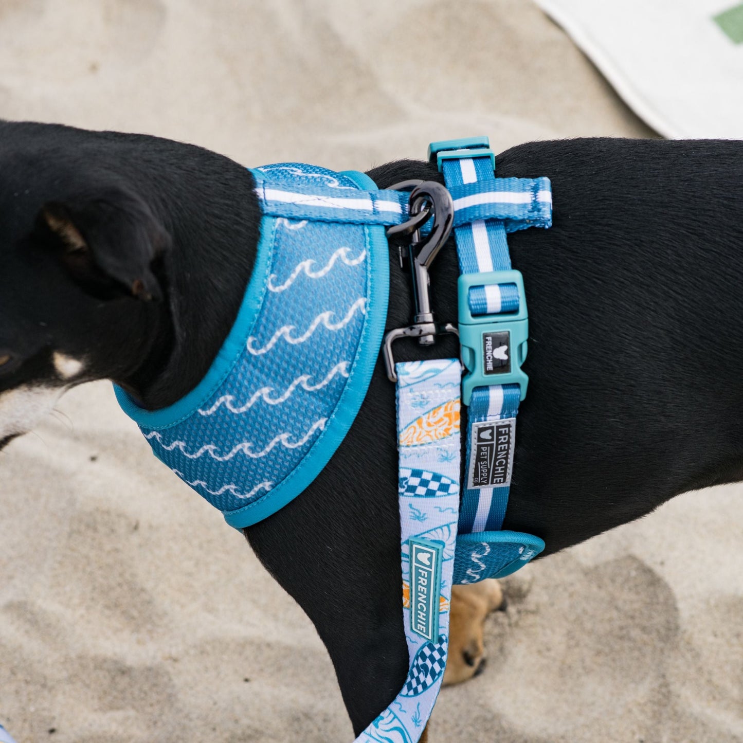 Frenchie Duo Reversible Harness - Surfboard