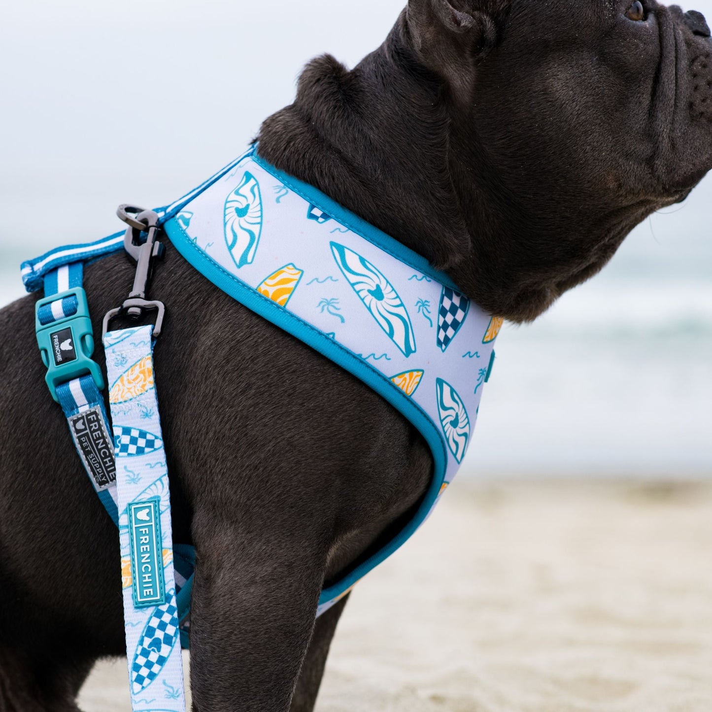 Frenchie Duo Reversible Harness - Surfboard