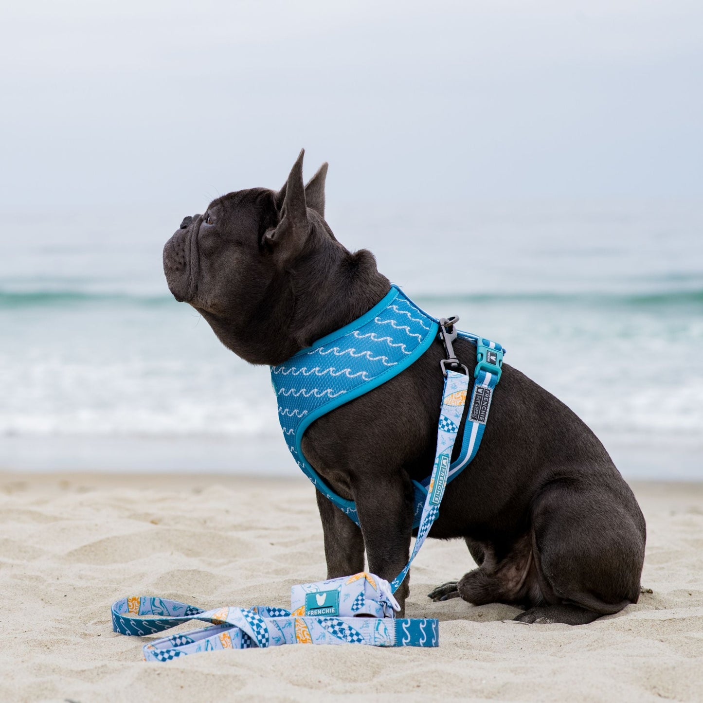 Frenchie Duo Reversible Harness - Surfboard