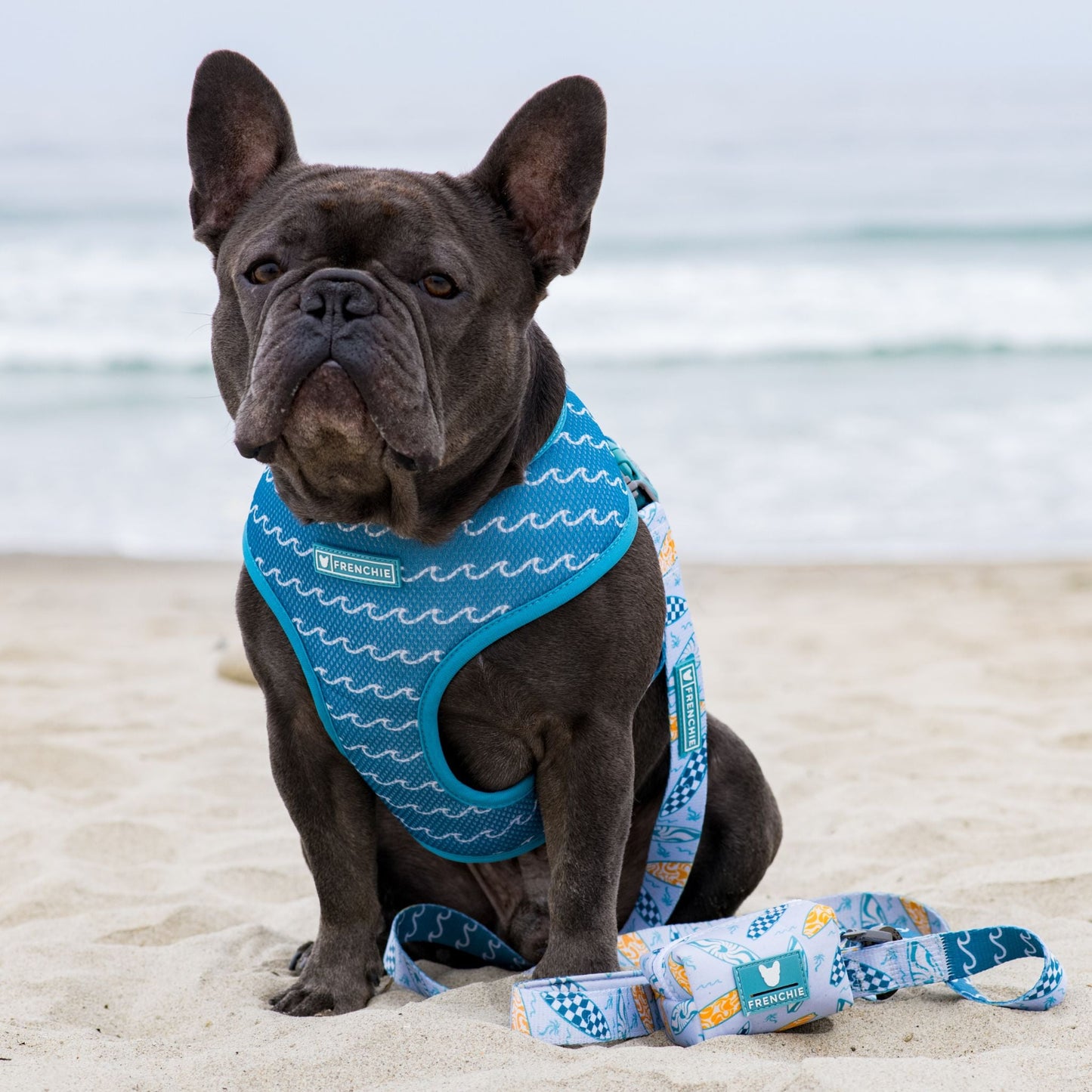 Frenchie Duo Reversible Harness - Surfboard