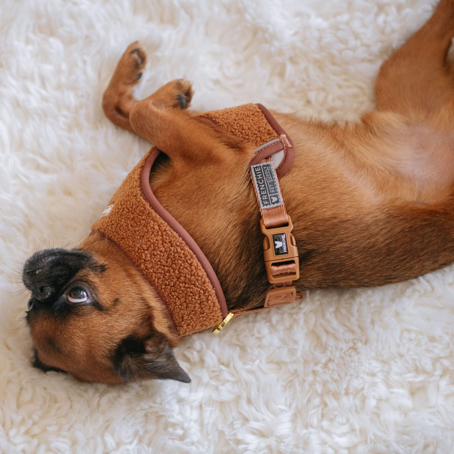 Frenchie Duo Reversible Harness - Teddy Brown