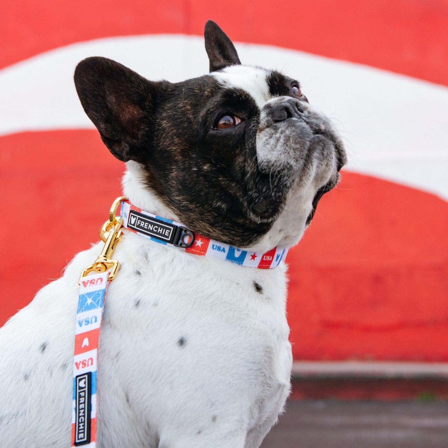 Frenchie Comfort Collar - USA