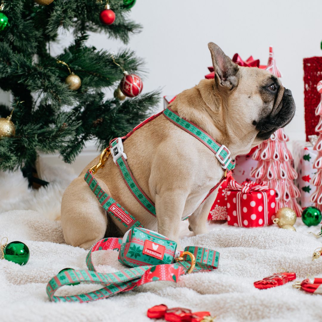 Frenchie Strap Harness - Ugly Sweater