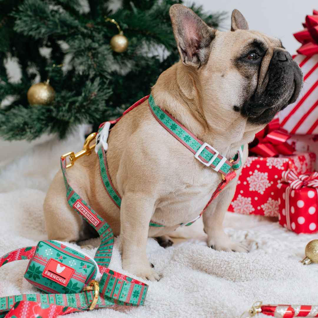 Frenchie Strap Harness - Ugly Sweater