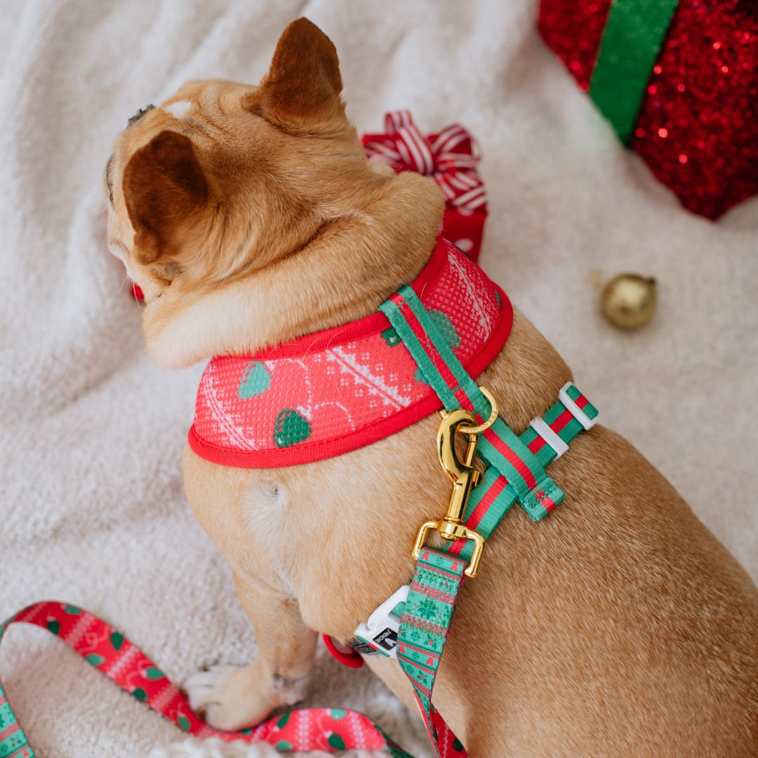 Frenchie Duo Reversible Harness - Ugly Sweater