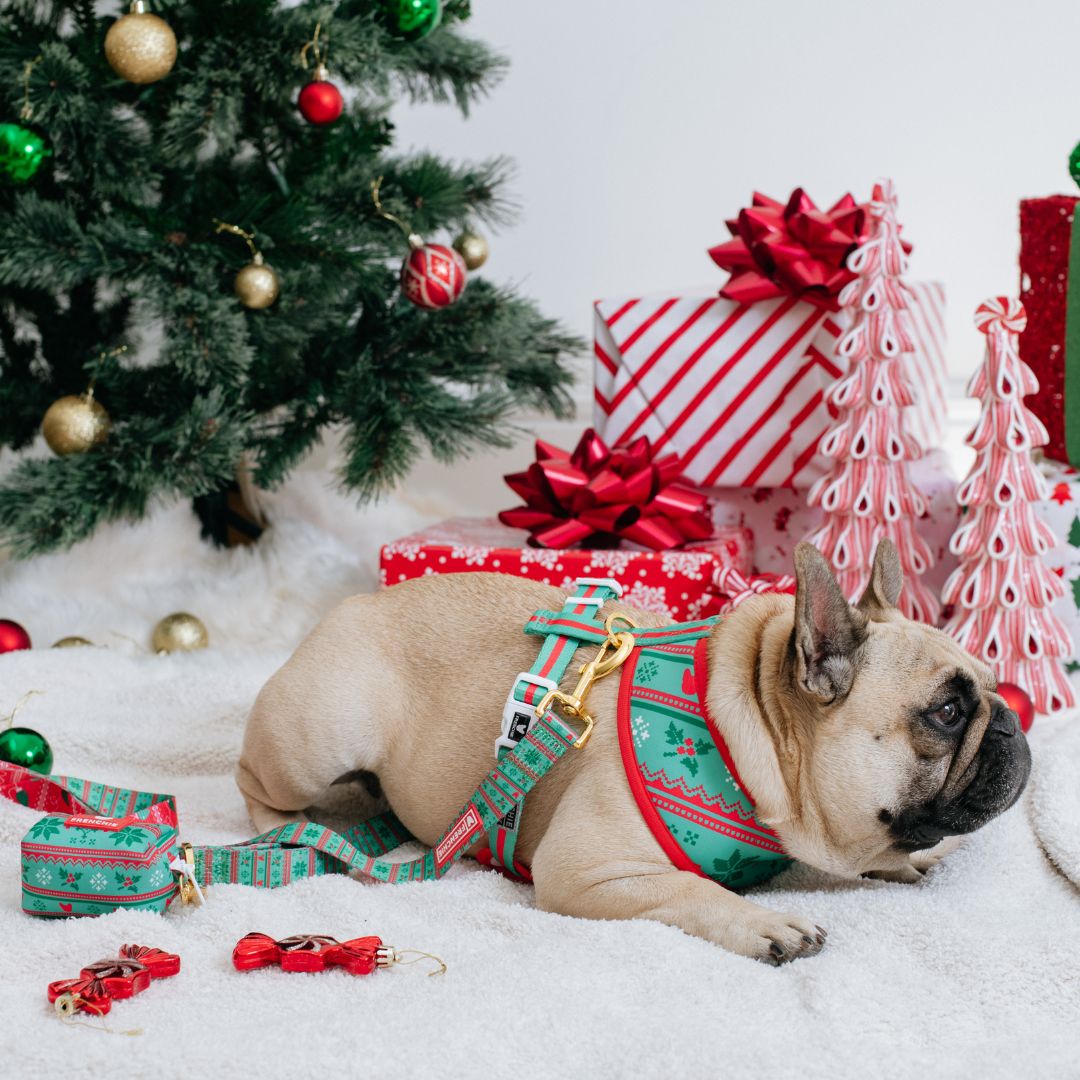 Frenchie Duo Reversible Harness - Ugly Sweater