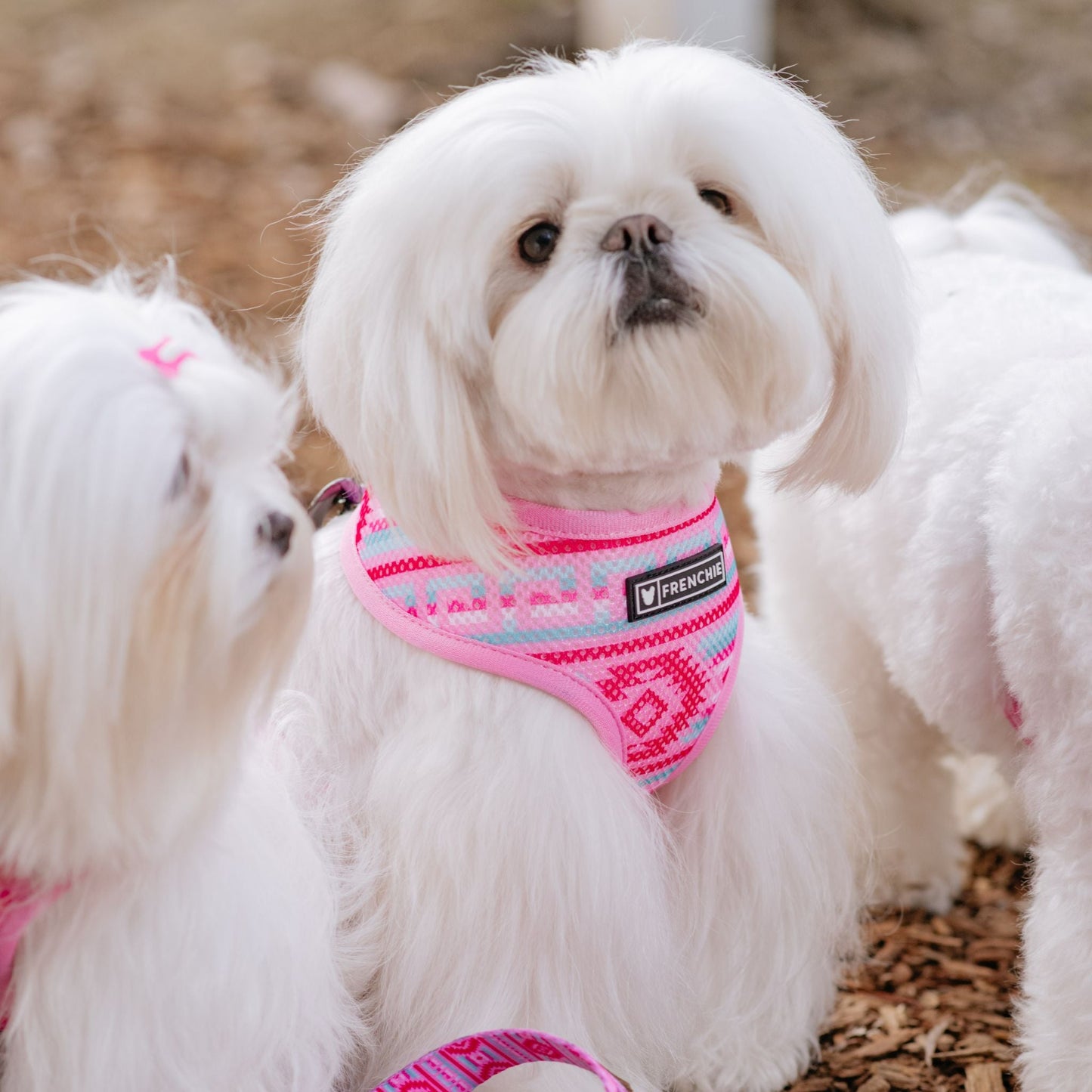 Frenchie Duo Reversible Harness - Wild West- Pink