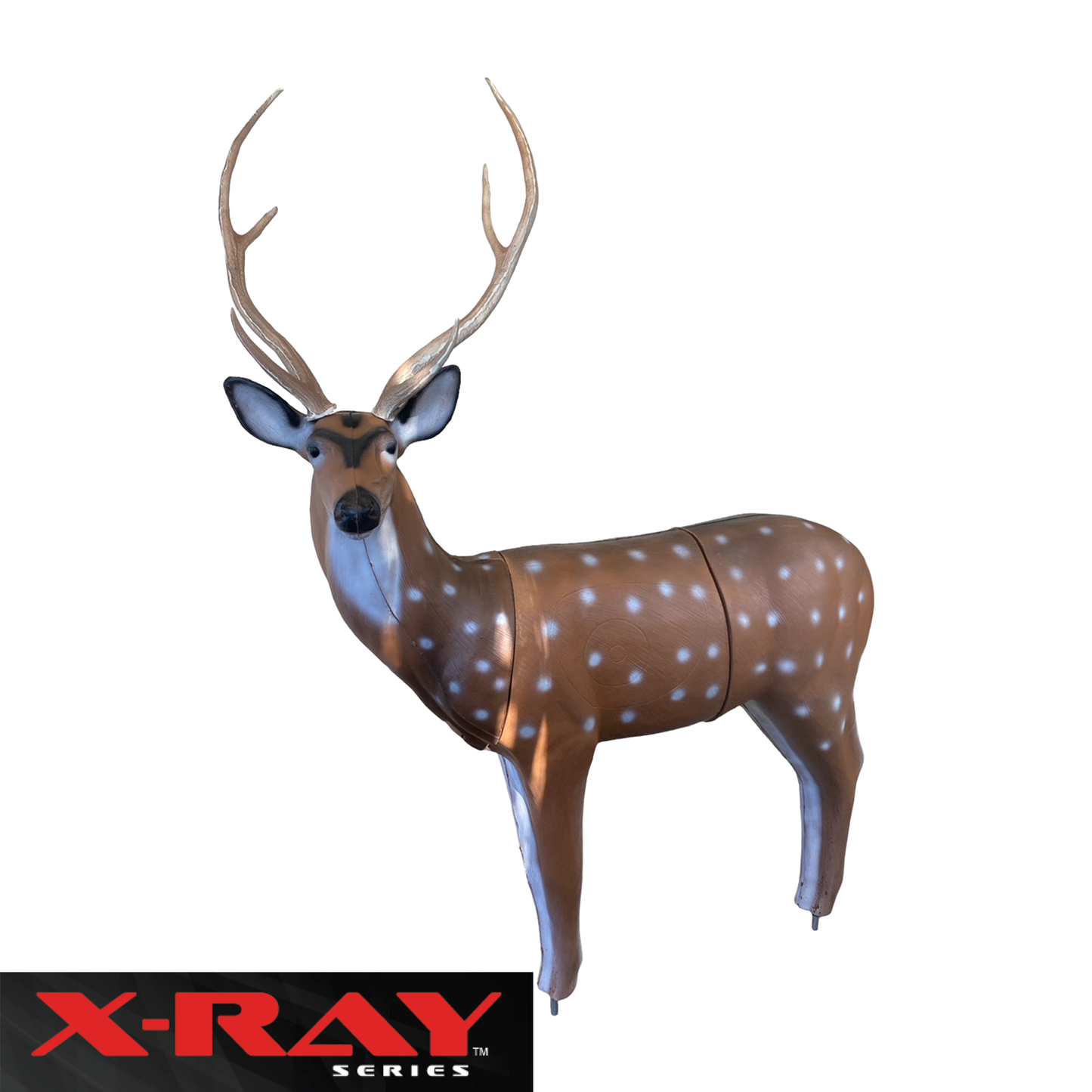 X-Ray Series Axis Deer