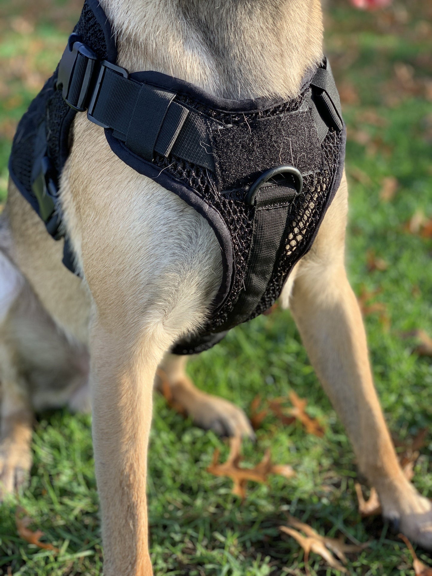 Artemis Dog Harness