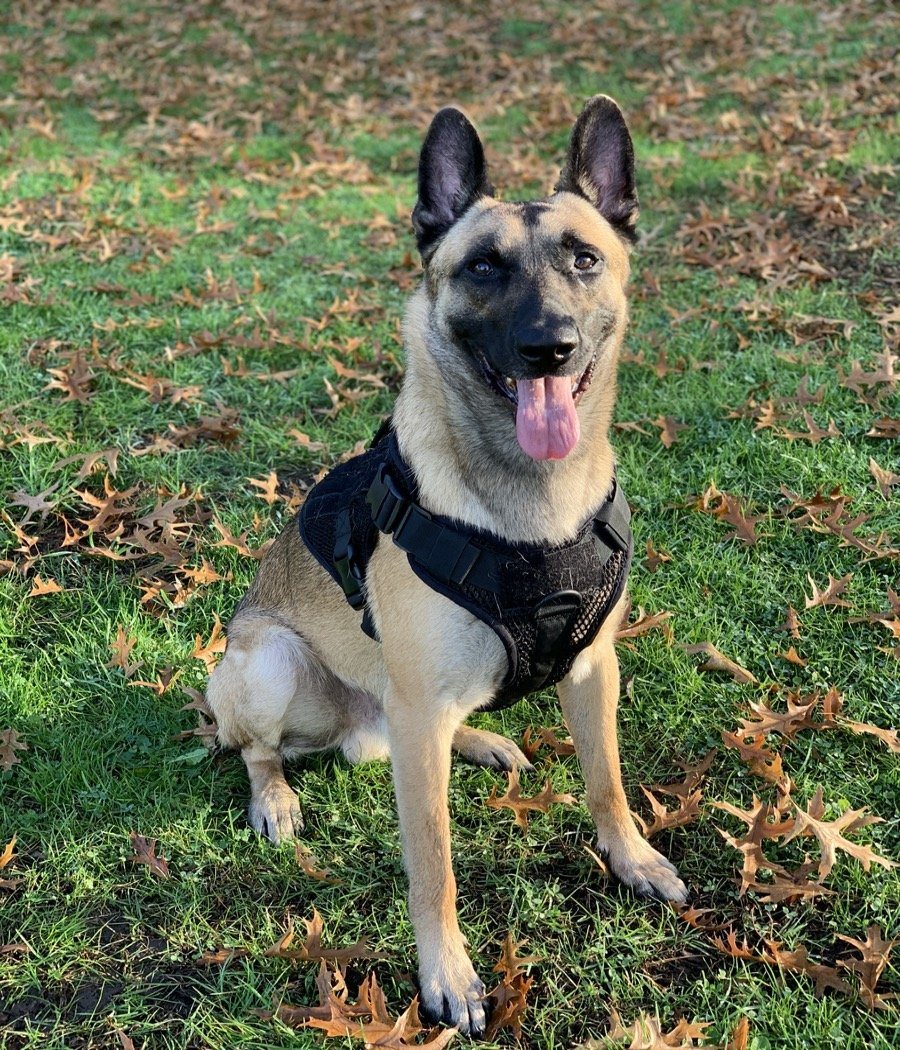 Artemis Dog Harness