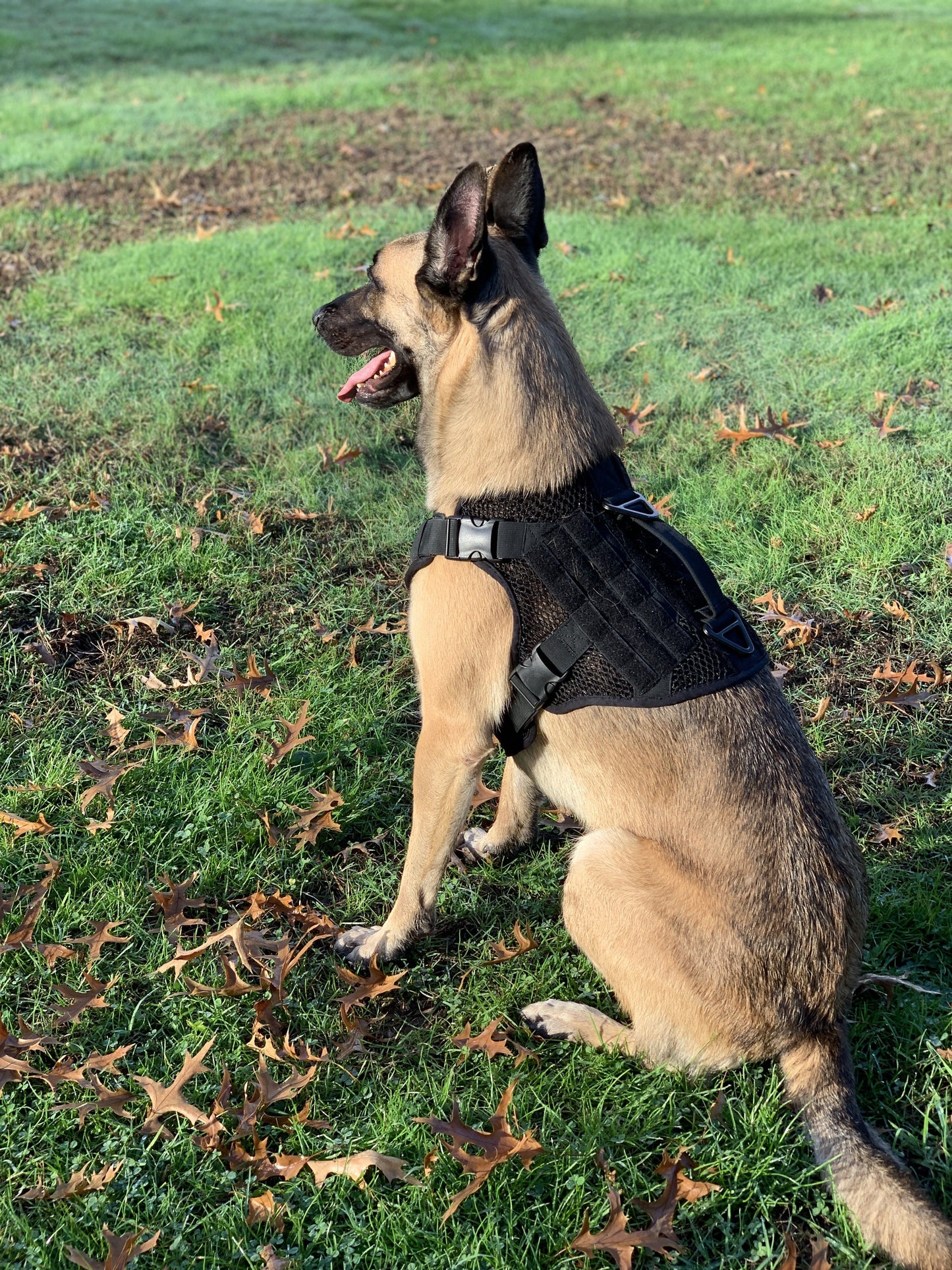 Artemis Dog Harness