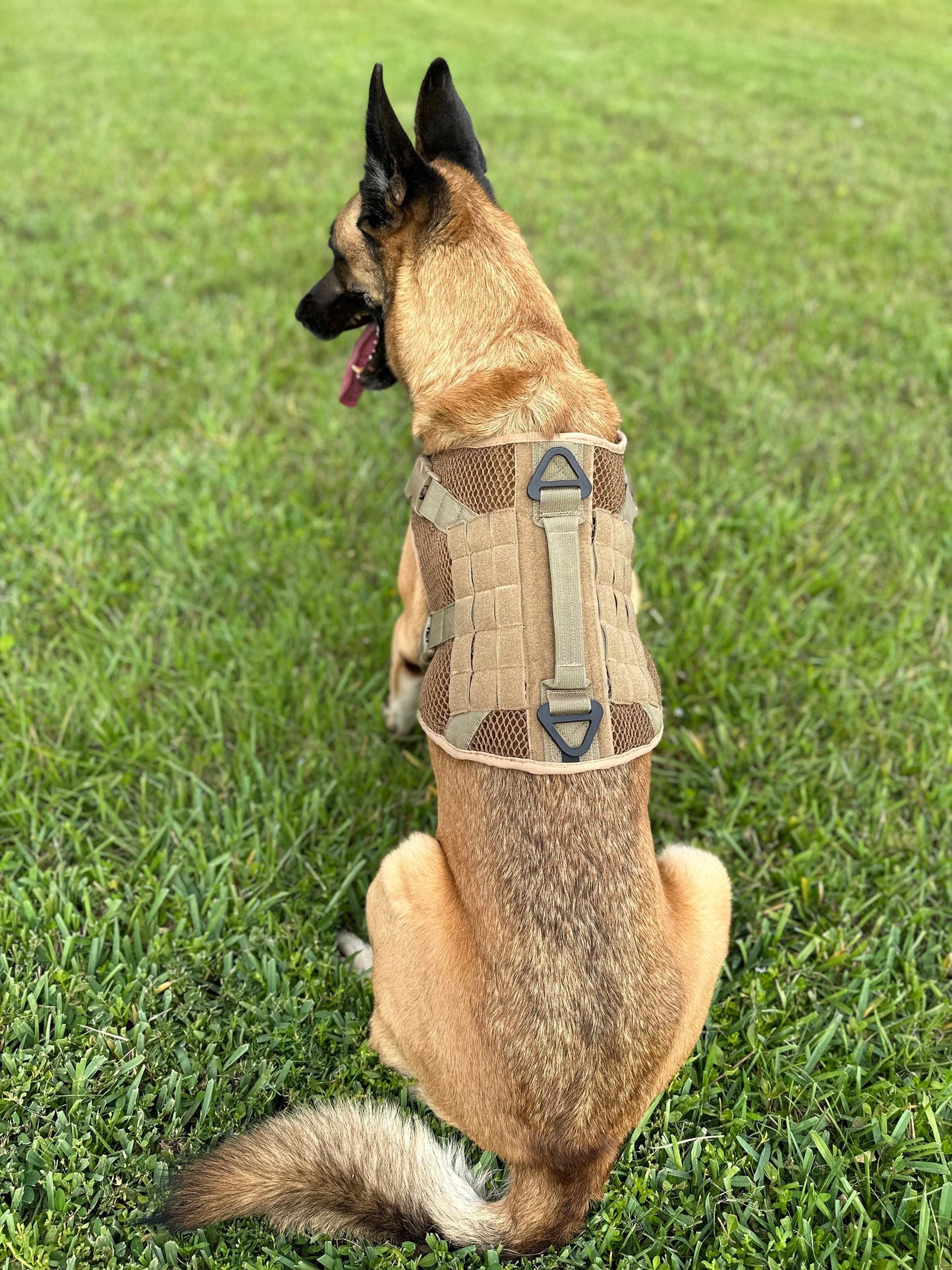 Artemis Dog Harness