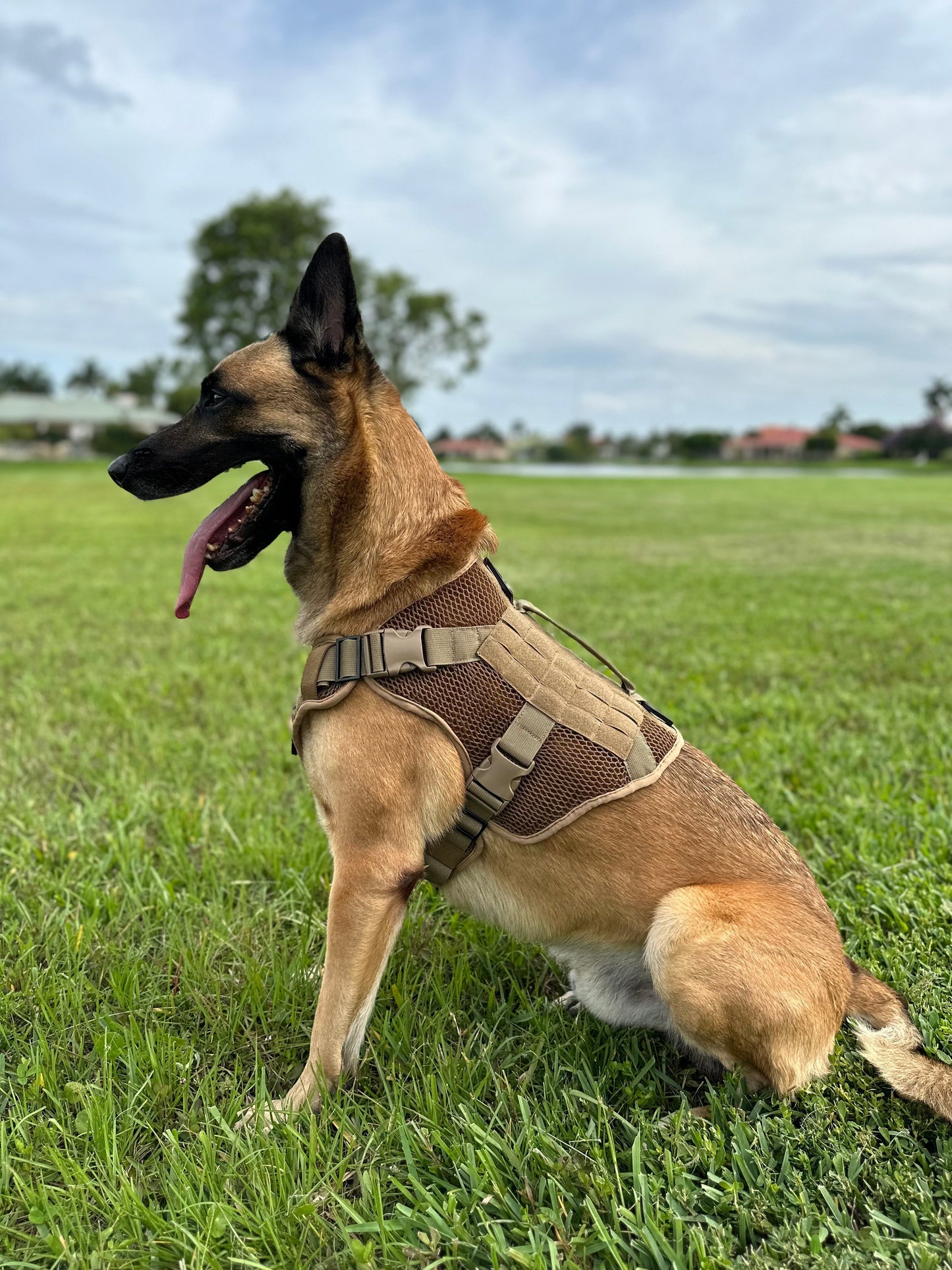 Artemis Dog Harness