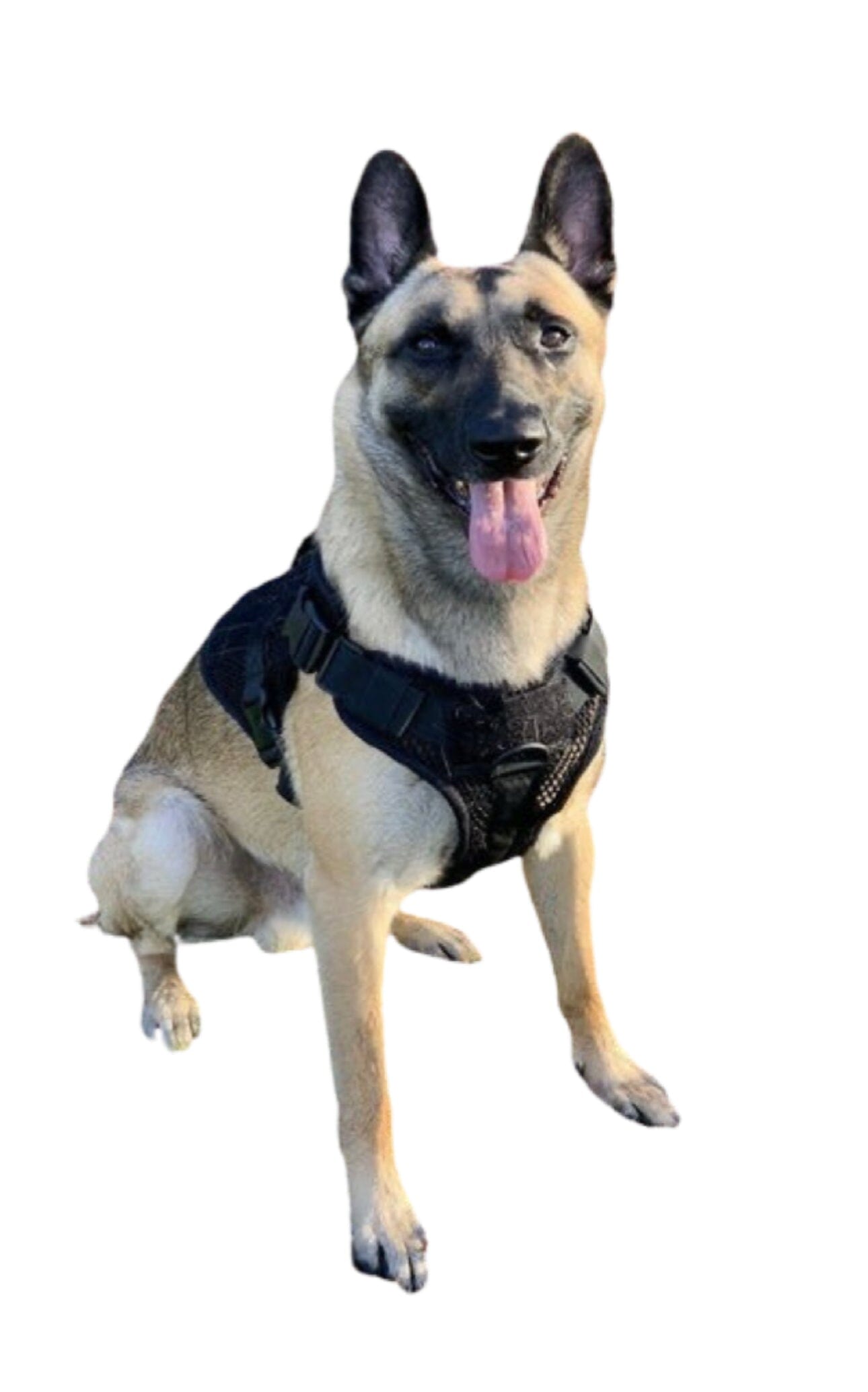 Artemis Dog Harness