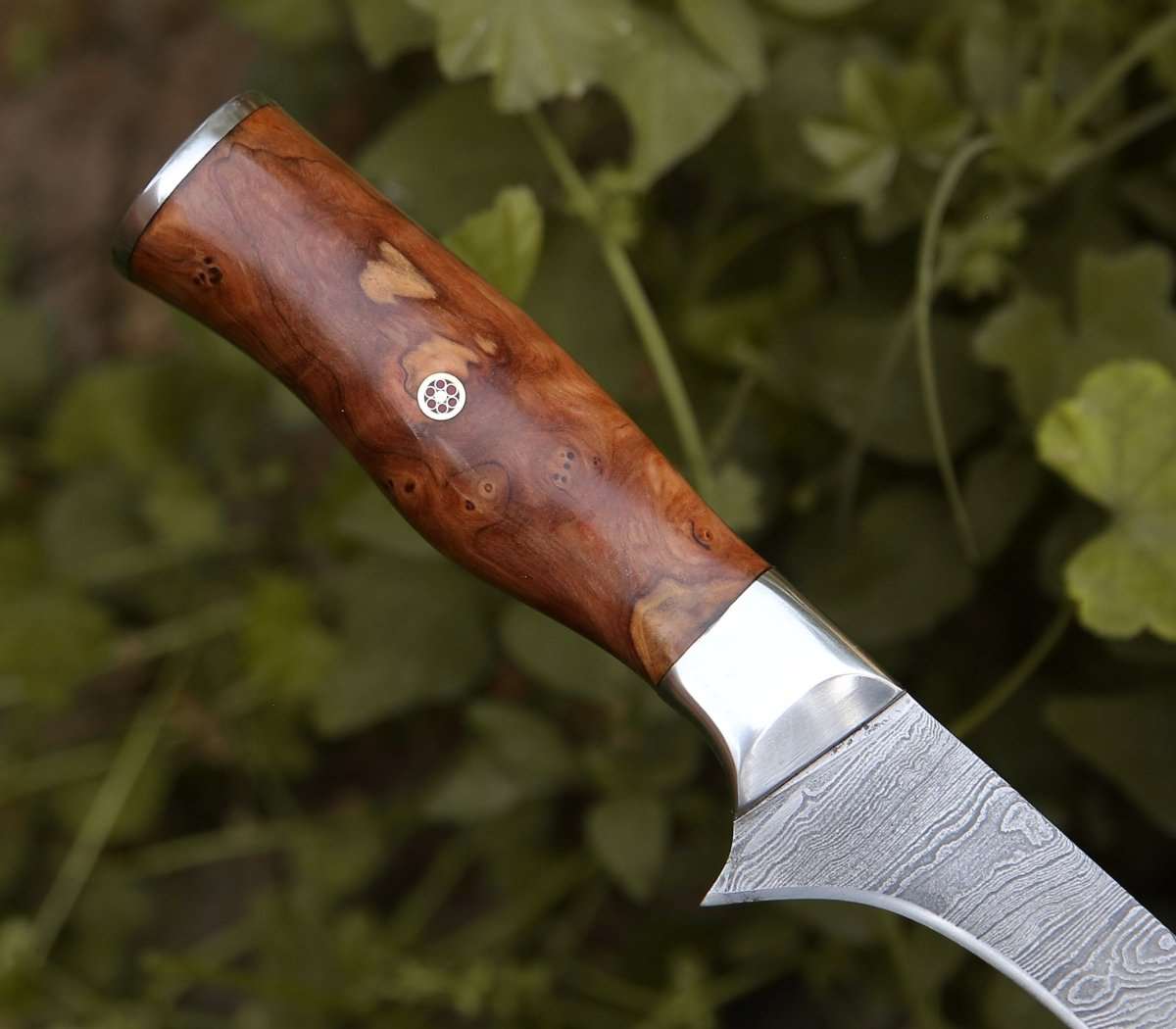 Concord Damascus Fillet Knife with Exotic Olive wood Handle