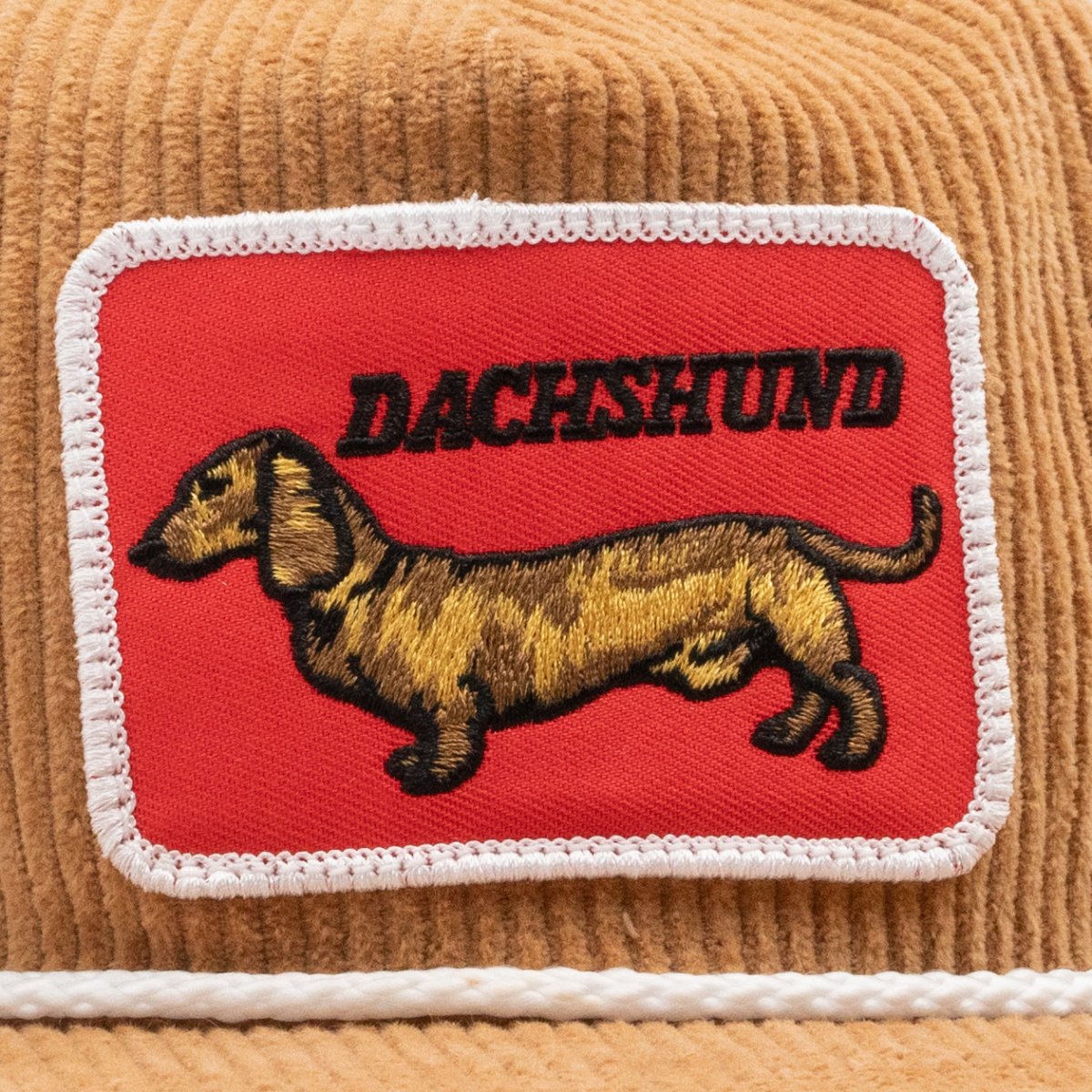 Dachshund