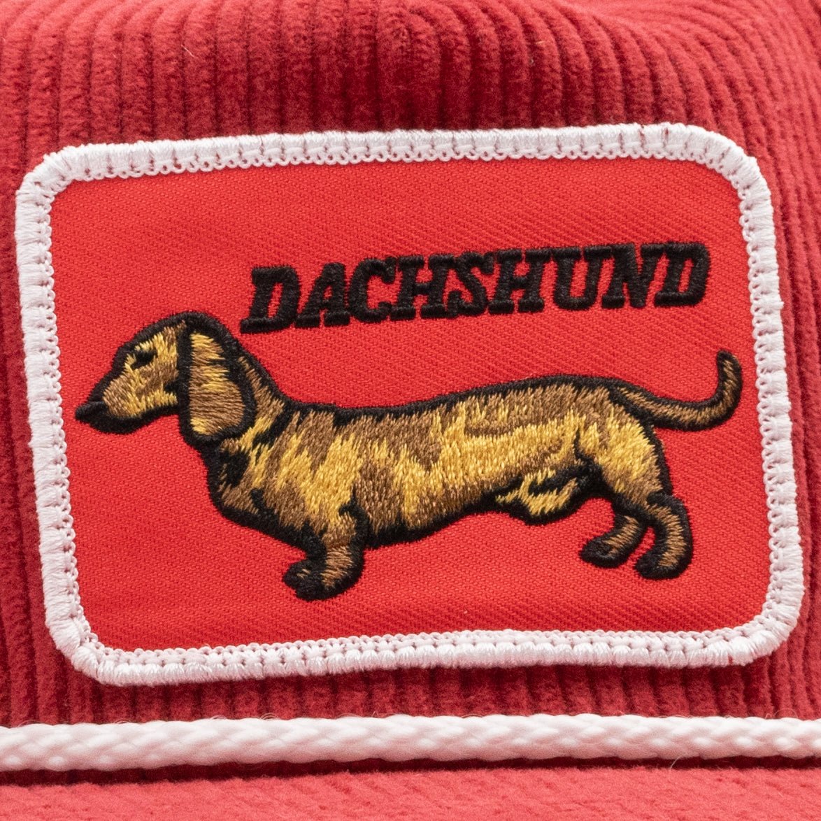 Dachshund