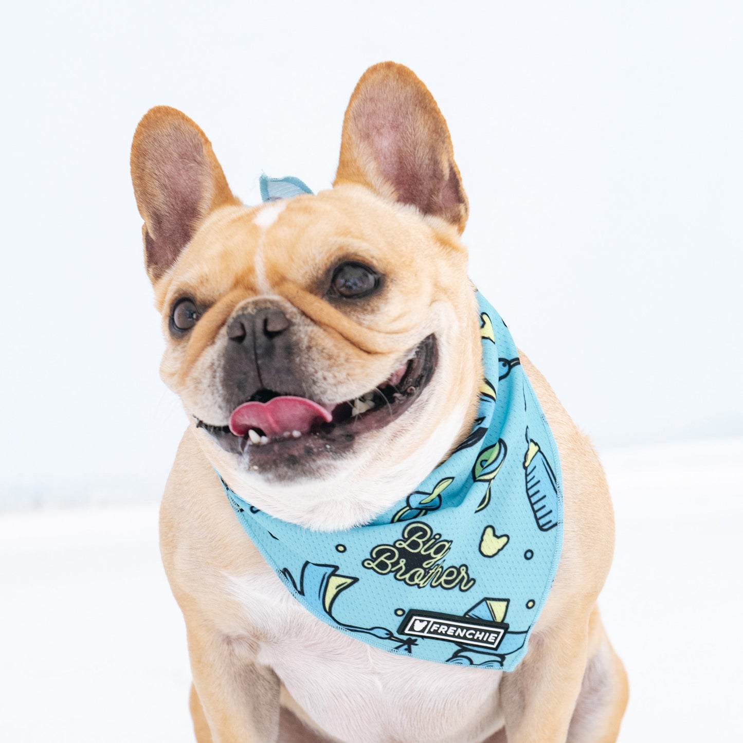 Frenchie Cooling Bandana - Big Brother