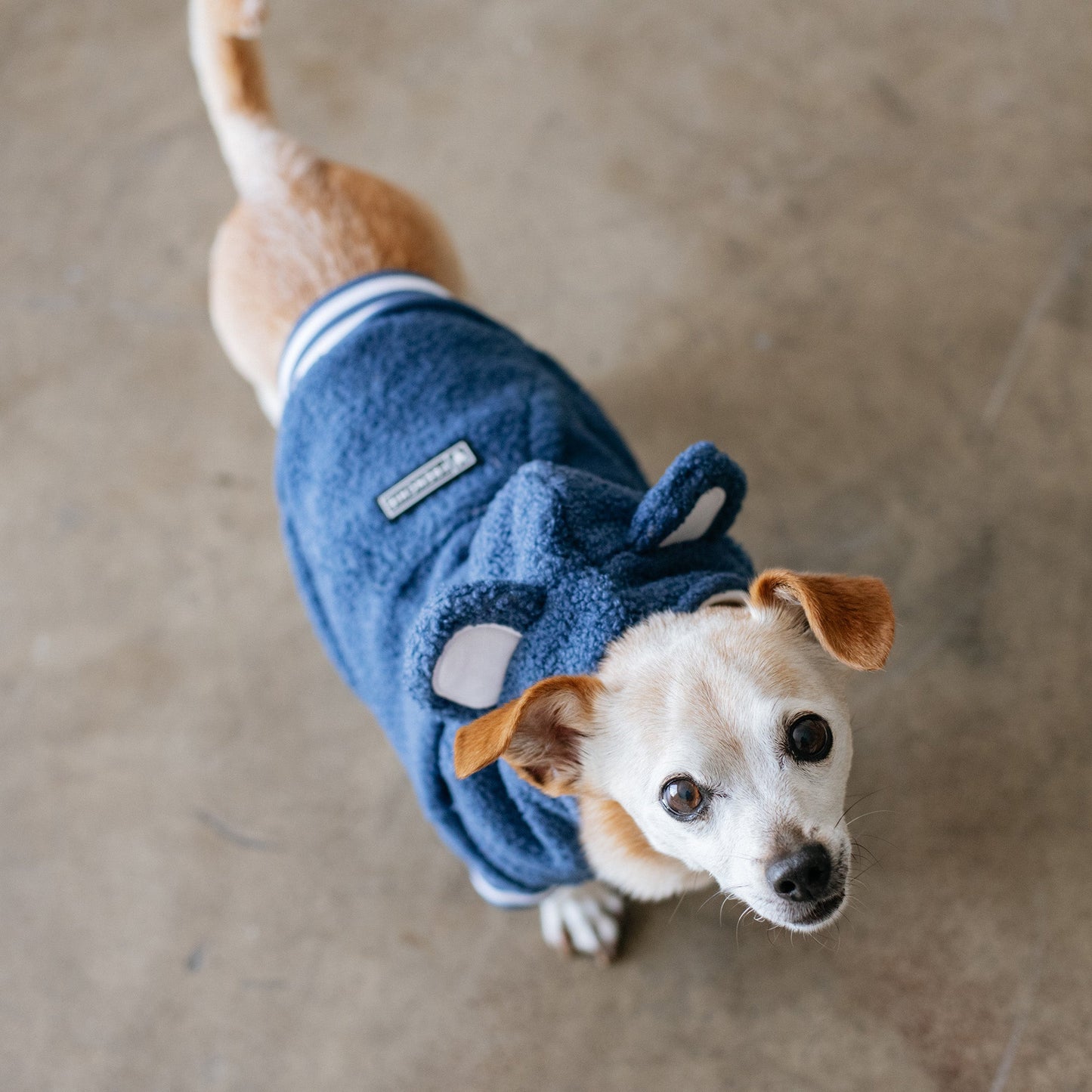 Frenchie Dog Hoodie - Blue Teddy