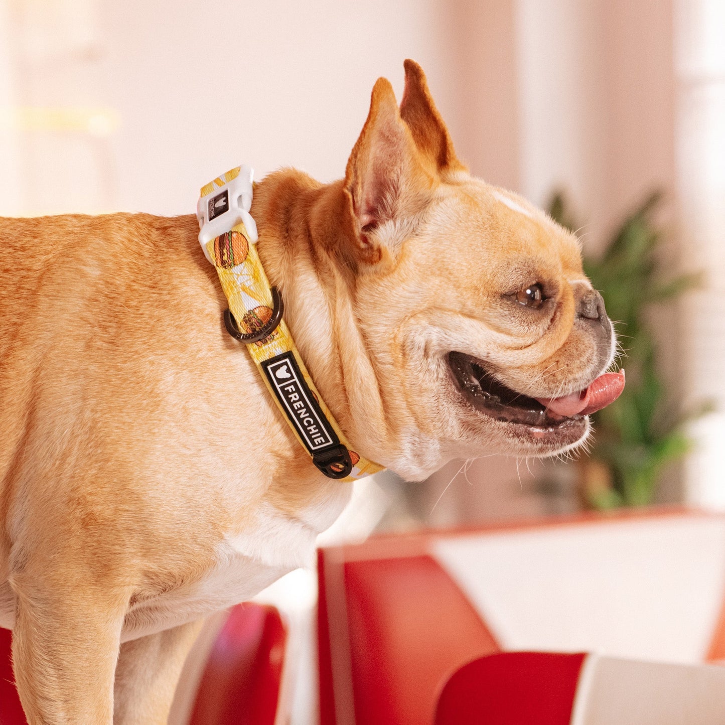 Frenchie Comfort Collar - Burger N Fries