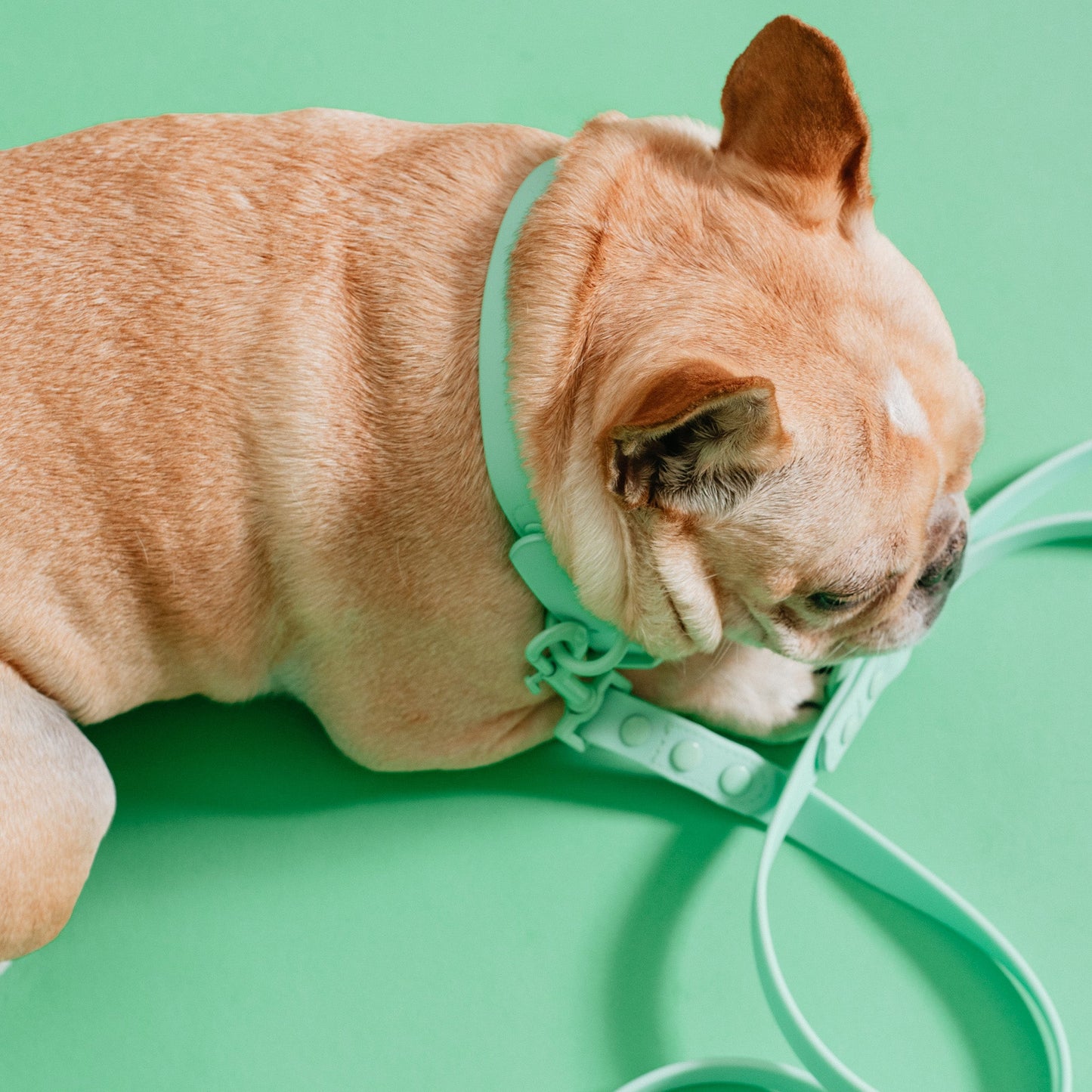 Frenchie Waterproof Collar - Mint Green