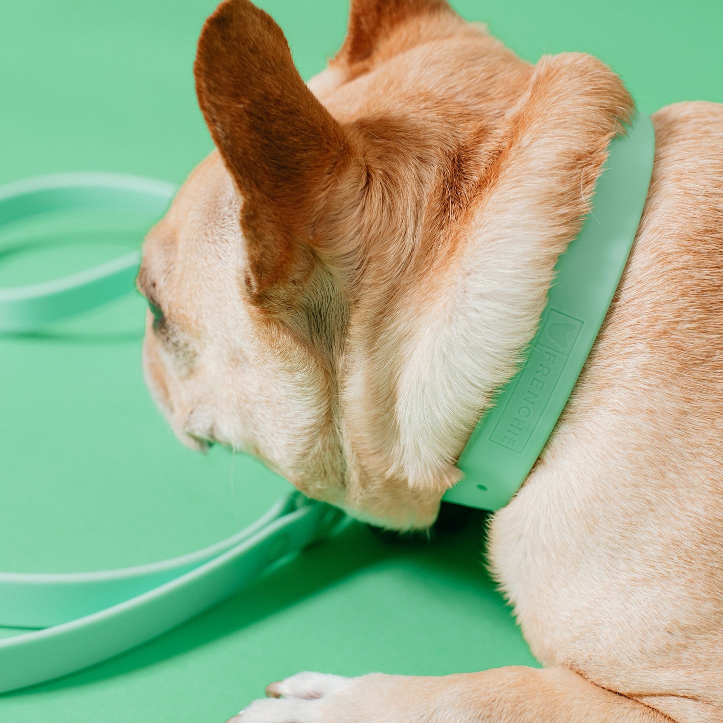 Frenchie Waterproof Collar - Mint Green