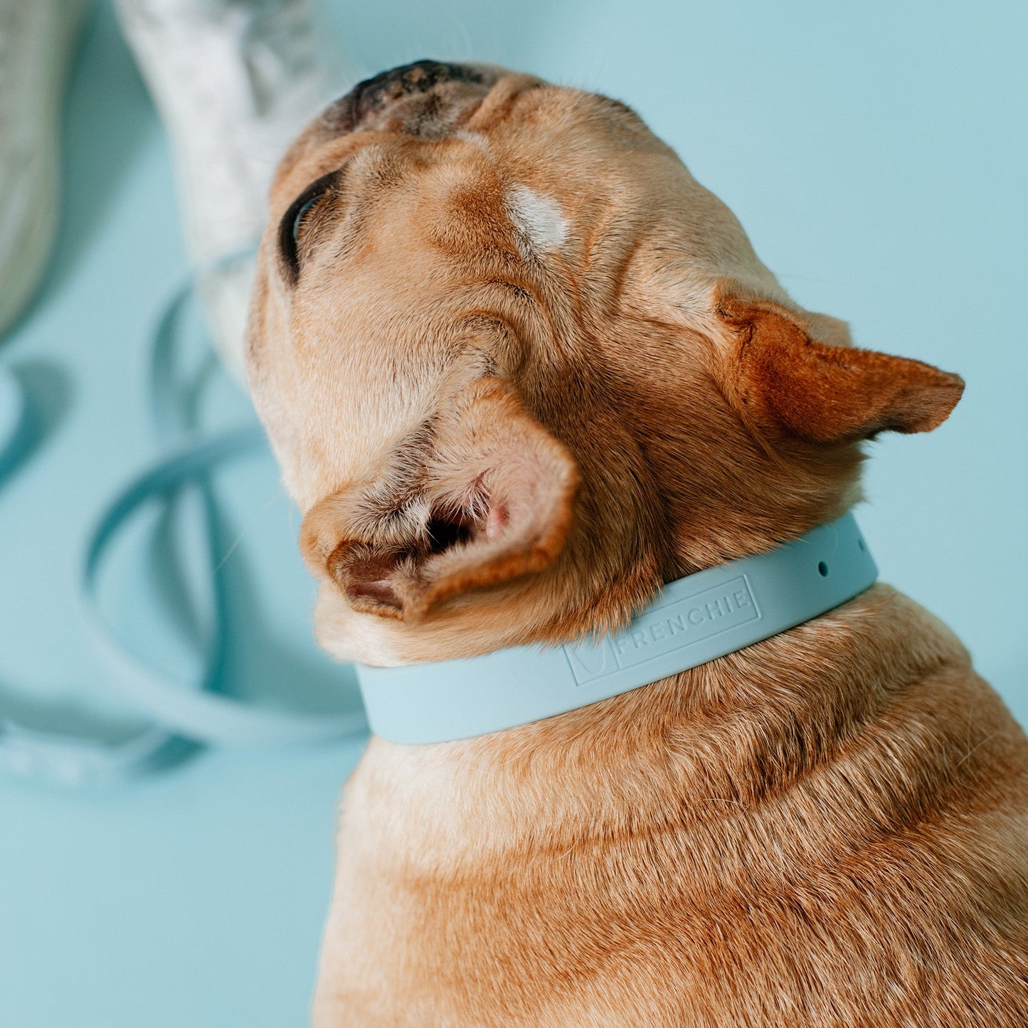 Frenchie Waterproof Collar - Ocean Blue